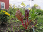 West Newell Street Community Garden